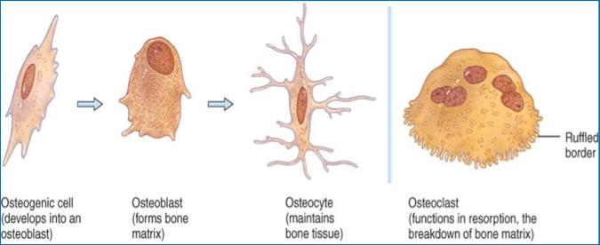 - Los osteocitos están en el interior del hueso - Los osteoblastos y osteoprogenitoras están en la superficie - El osteoclasto estará en las