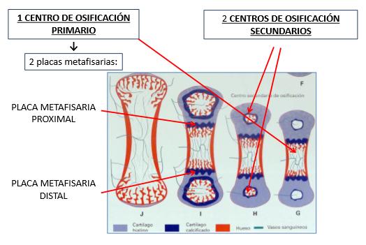 ZONAS DE OSTEOGÉNESIS ENDOCONDRAL EN UN HUESO LARGO Un centro de osificación es un lugar donde se produce la formación de hueso, en el caso de los huesos que presentan osificación endocondral.