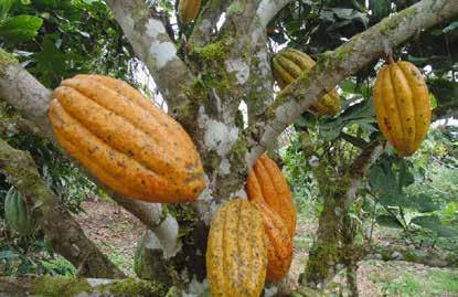 Producción de cacao se fortalece en la provincia de Zamora Chinchipe Pequeños productores son los beneficiarios E l Gobierno Provincial de Zamora Chinchipe a través de la dirección de Gestión