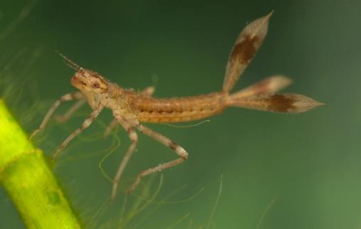 Ephemeroptera, c- branquias