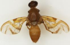 Los especímenes que no se pudieron identificar con la claves taxonómicas, se los presenta como Anastrepha sp., seguido de un número de registro: Anastrepha sp.
