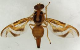 Figura N o 10: Anastrepha striata Schiner hembra.