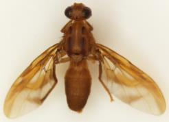 Figura N o 12: Anastrepha obliqua Macquart hembra.