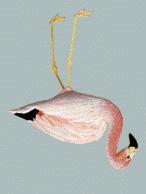 FLAMENCO CHILENO Phoenicopterus chilensis De coloración general rosada, más intensa en el pecho y sobre las alas.