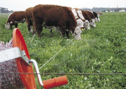 cualquier tipo de reserva o suplemento. En marzo-abril/2008 cuando el Área Efectiva de Pastoreo caiga al 25%, por las nuevas siembras, no será sustentable el mantenimiento de la carga animal con P3.