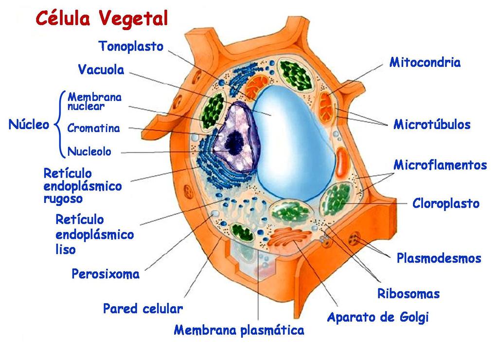 laminilla estromal membrana interna