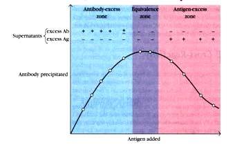 Composición de los complejos Sobrenadante exceso Ac exceso Ag Zona de exceso de Ac Zona de