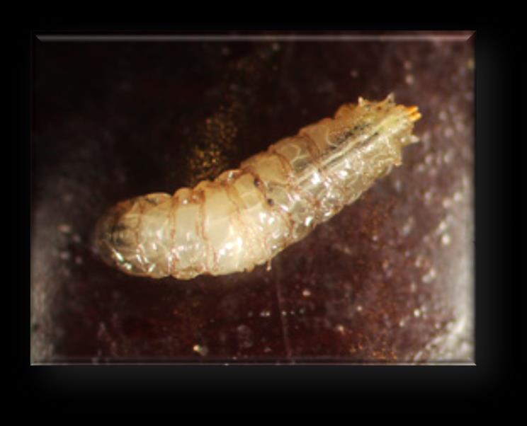 Larva Larvas ápodas, típicas del orden díptera.