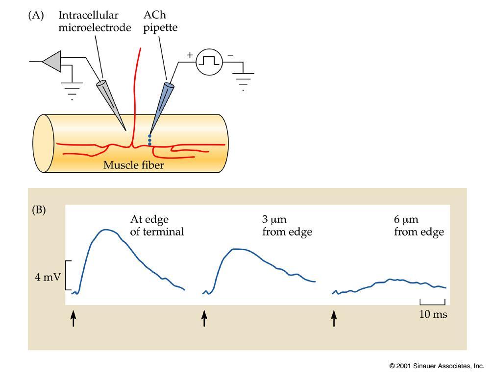 PLACA NEUROMUSCULAR Cuál es el NT? :La aplicación iontoforética de ACh sobre la placa neuromuscular imita al efecto de estimular el nervio motor.