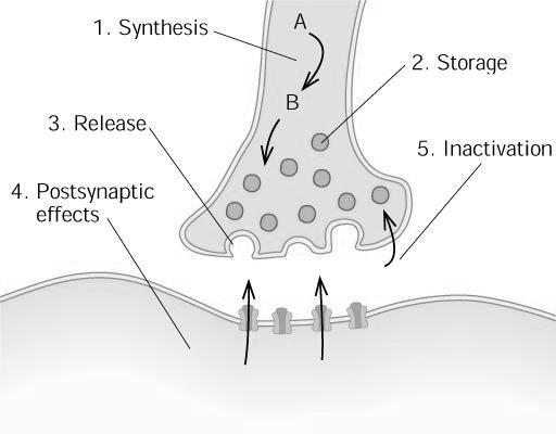 SINAPSIS QUIMICA La sinapsis química implica una especialización entre una región presináptica y