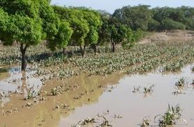 2012, se presentaron altas precipitaciones que incremento el caudal del río Chicama afectando la defensa ribereña existente, ocasionando: 200 familias afectadas 3.
