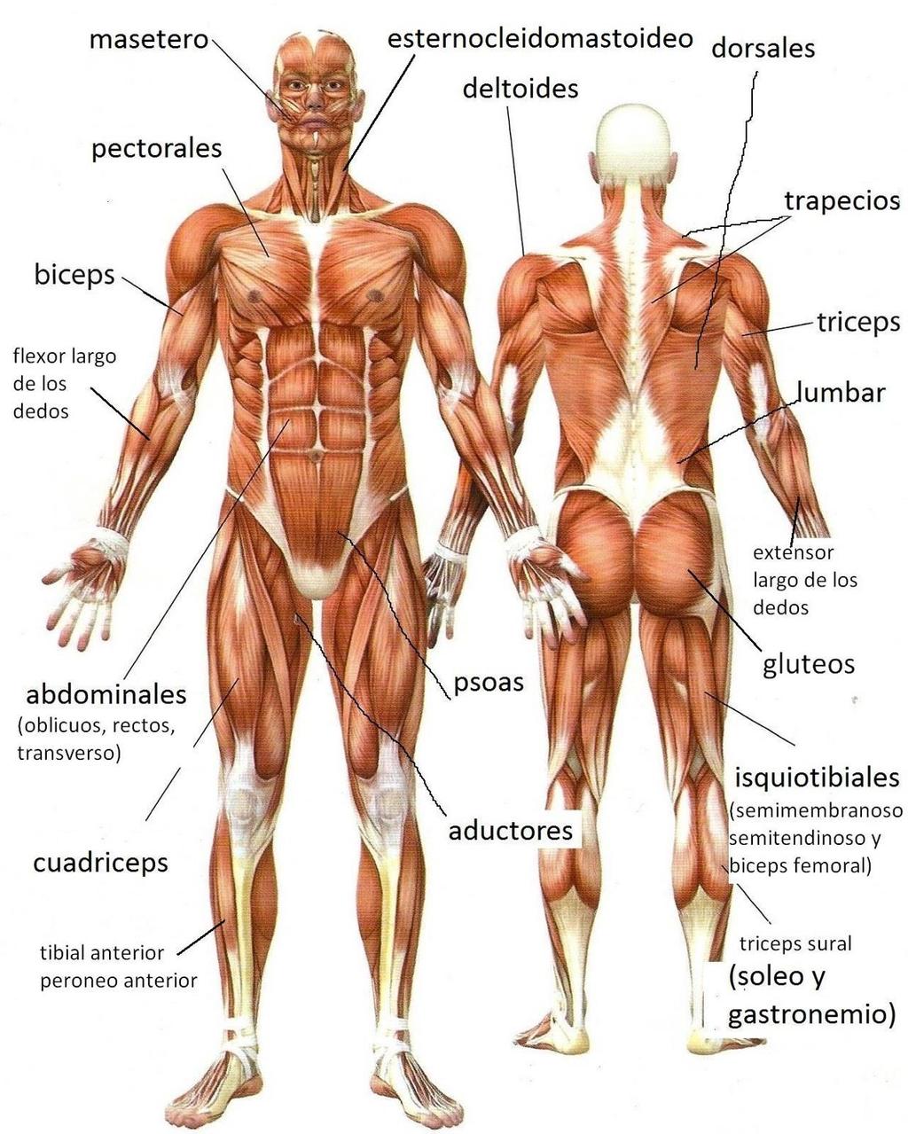 MUSCULOS Los músculos son tejidos del compuestos por fibra muscular, que se contraen durante los movimientos corporales. Existen 656 músculos y son de tres tipos.