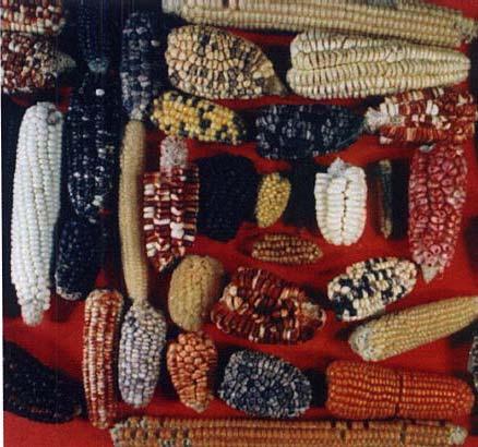Diferentes germoplasmas Maíces antiguos y modernos. Maíz teosinte (arriba) y otros maíces más modernos.