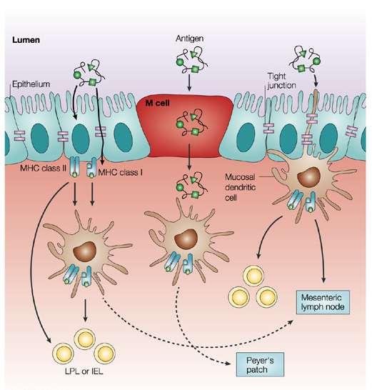Nature Reviews Immunology 4, 290-300 (April 2004) A través de Células M Pasan los antígenos