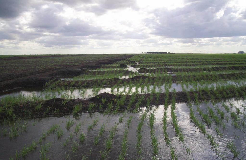 FPTA 171 Residualidad de agroquímicos en arroz Ing. Agr.