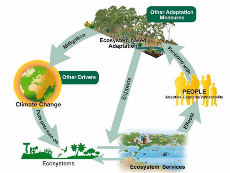 Adaptación basada en Ecosistemas (AbE) Cambio climático La AbE consiste en la utilización de la biodiversidad y los servicios de los ecosistemas