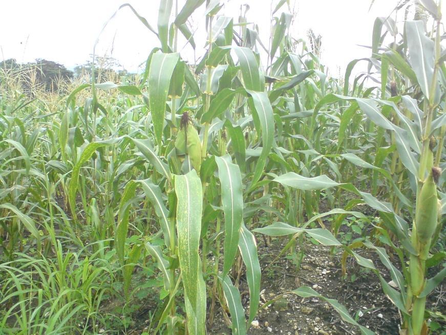 Fases fenológicas del maíz en las 4 regiones del país Norte Parcela de milpa ubicada en la comunidad de Samaria, municipio de Chise, Alta Verapaz, el cultivo de maíz se encuentra en la fase