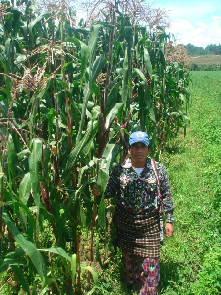 Oriente En la foto de la derecha se observa una parcela de milpa en el municipio de Moyuta, Jutiapa, el cultivo de maíz se encuentra en la fase fenológica de Fructificación, en su etapa de desarrollo