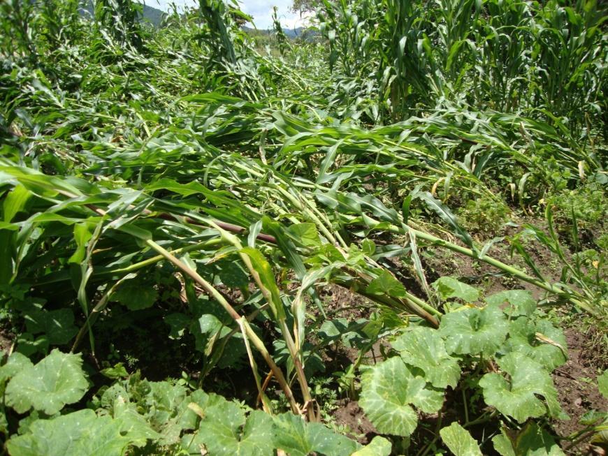 Daños causados por lluvias y vientos al cultivo del maíz Oriente En la foto de la izquierda se observa la parcela de milpa, ubicada en el comunidad e Panacal, Granados Baja Verapaz, donde la