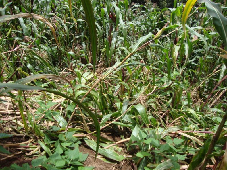En consecuencia, la planta se dobla completamente y hay pérdida en los rendimientos. Generalmente afecta más a las plantaciones de maíz criollo, ya que estas son de gran altura.