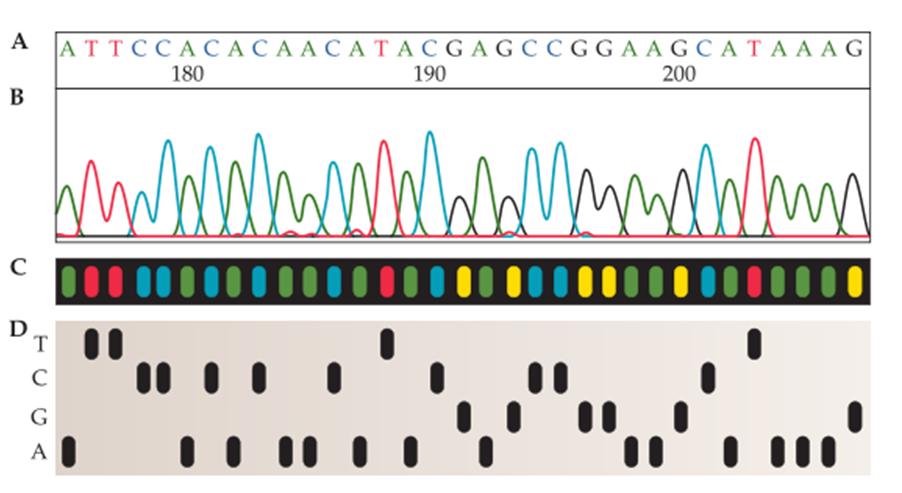 Lectura de la computadora (A) de la secuencia de nucleótidos de un gel de secuenciación de cuatro colores y un carril (B). Los números denotan posiciones de nucleótidos.