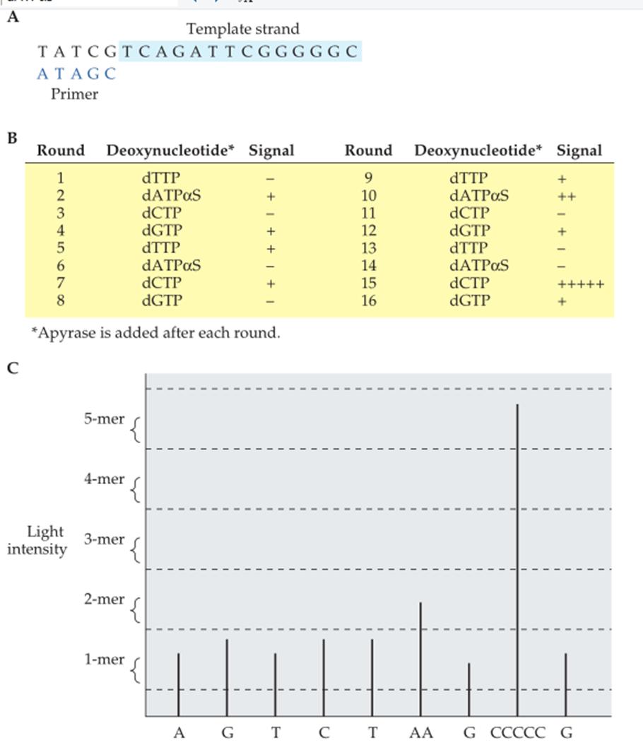 PYROSEQUENCING Determinación de la secuencia de ADN mediante pirosecuenciación. (A) Hebra de plantilla (fondo azul) con secuencia de cebador (letras azules).