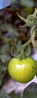 Avispas que exterminan a la mosca blanca, solución orgánica para los cultivos de tomate Emanuel Enciso Camacho (emanuel.encisoc@ utadeo.edu.