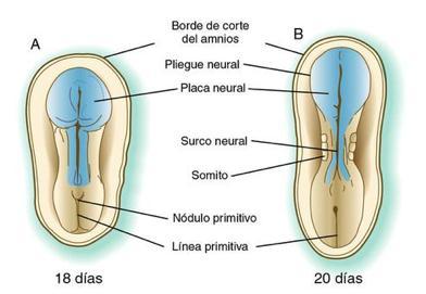 Embriología (4+4 sem) (4+6 sem) Ectodermo embrionario engrosado placa neural Plegamiento lateral de la