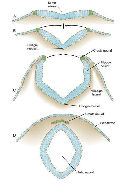 Embriología Plegamiento lateral de la placa neural, inicialmente en su parte ventral (bisagra medial), inducida por la notocorda Bisagra lateral Fusión de cresta neural