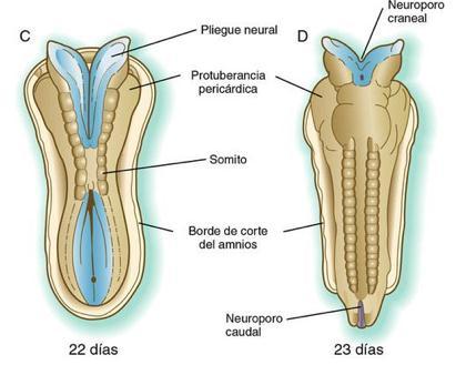 Embriología (5+1 sem) (5+2 sem) Aposición y fusión de cresta neural inicialmente zona cervical Extensión craneo-caudal en siguientes dos días Neuroporos craneal