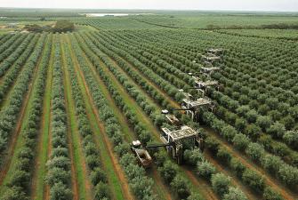 Grupo de cosechadoras Colossus operando en Boundary Bend Estate. Vivero de Boundary Bend Limited, el más grande de Australia.E Canguros entre los olivos de Boundary Bend Ltd.