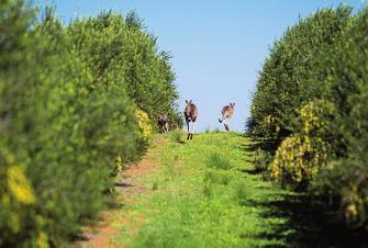 Los olivares están localizados en el valle del río Murray, en el noroeste del estado de Victoria, y representan alrededor del 20% del área de olivar en Australia, si bien producen más del 60% del