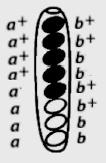 5/6- En Sordaria fimicola existen tres genes a, c y b que están estrechamente ligados en el mismo brazo cromosómico con el gen c localizado en el