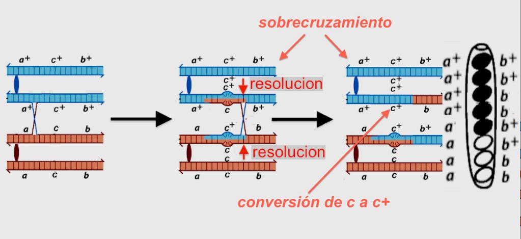 En un cruzamiento entre una cepa de genotipo normal para los tres genes (a + c + b + ) con otra triple mutante (a c b) se obtuvo el asca que se