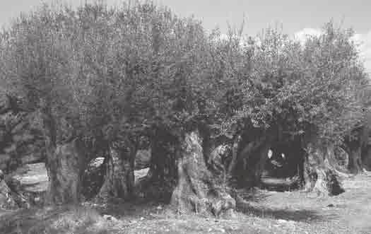 89 Vinya extensió més gran, el sègol i la civada cultivats a les terres de la Catalunya central, el