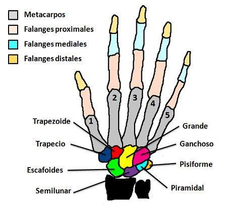 UNIDADES DE MUESTREO: Radiografía de mano y