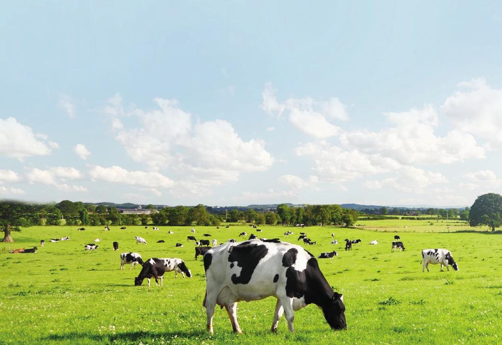 DOCUMENTO DE CONSENSO Recomendamos el uso de selladores internos de pezones en el momento del secado, en todas las vacas, y en todas las explotaciones.