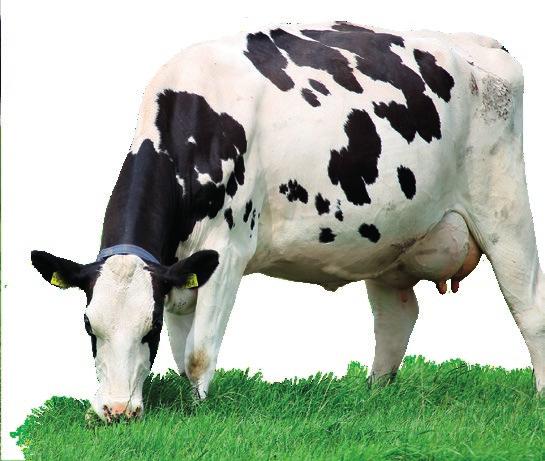 Ratio de curación en el secado Vacas con recuentos celulares que evolucionan desde más de 200,000 células/ml hasta menos de 200,000 células/ml entre el último test antes del secado y el primero