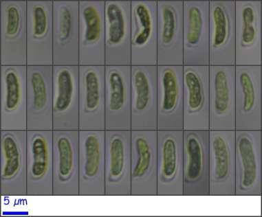 trama himenial trimítica formada por hifas generativas hialinas, tabicadas y fibuladas, de hasta 3,6 µm; hifas esqueléticas de paredes gruesas pigmentadas de pardo amarillentas; e hifas vinculantes
