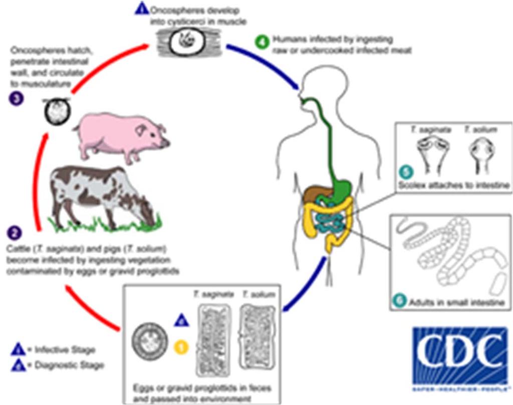 Vigilancia Epidemiológica Semana 39, 5 Ciclo Biológico En condiciones naturales, la T. solium habita únicamente el intestino delgado del ser humano.