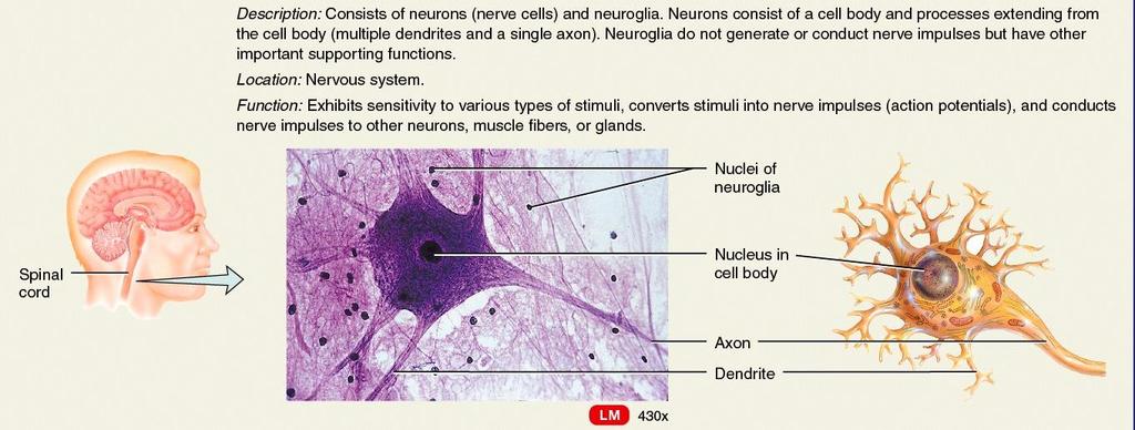NERVIOSO Tejido Nervioso Neuronas, especializadas en generar y