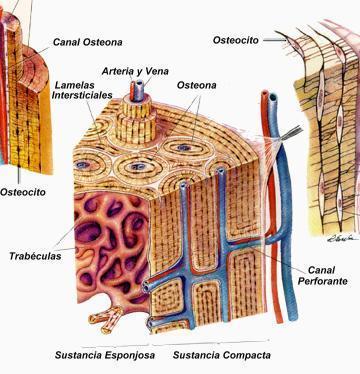 CONECTIVO Óseo: Tejido mas resistente Sustancia interfcelular mineralizada Células Osteocitos Viene del tejido cartilaginoso embrionario Tipos: Esponjoso: epífisis de los huesos largos y planos Finas