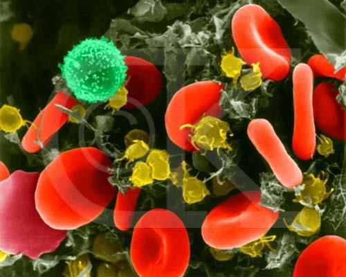 Glóbulos rojos (hemoglobina) (sin núcleo y forma bicóncava) 2.