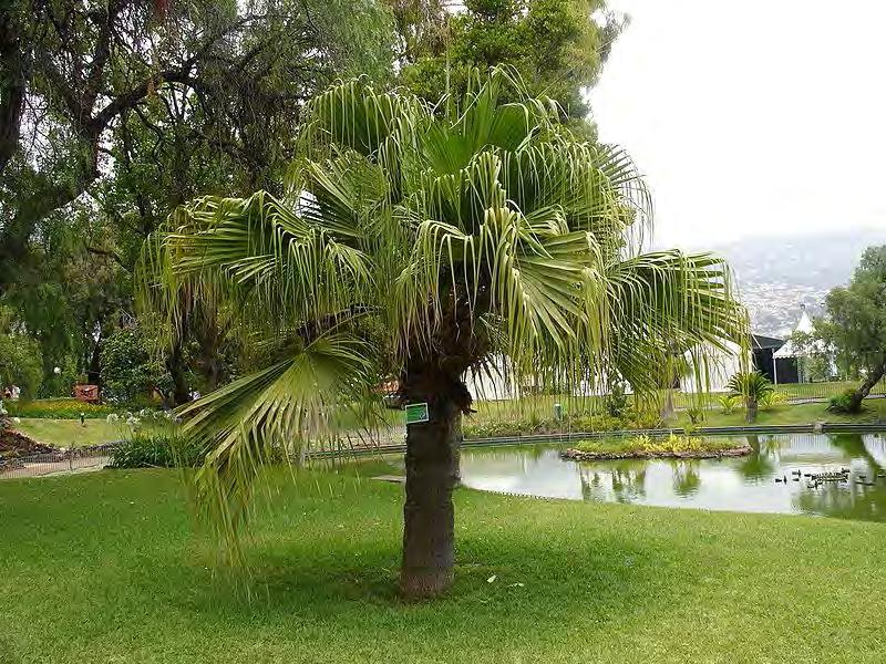 1-1,5 m 6 m 4 m Nombre científico: Livistonia chinensis Nombre Común: Livistonia, Palma