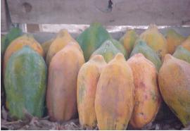 Cuadro 2. Precio promedio semanal Papaya criolla mediana de Primera (Ciento) Precio promedio (quetzales) 700.00 700.00 Variación 0.00 0.