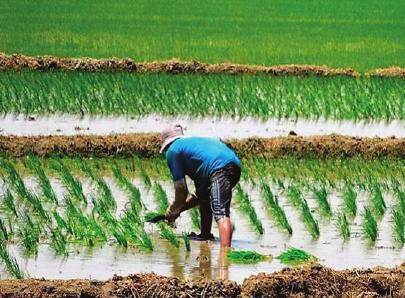 Dirección General de Seguimiento y Evaluación de Políticas Arroz 24/08/18 Arroz 24/08/18 2001-2017 Producción: La producción del arroz cáscara creció a un ritmo de 2,4% anual del 2001 al 2017.