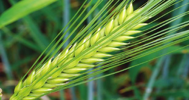 CONCLUSIONES: La producción del arroz cáscara creció a un ritmo de 2,4% anual del 2001 al 2017.