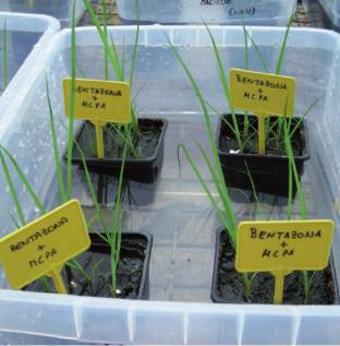 Tabla 1. Biotipos resistentes de Cyperus difformis a herbicidas. Figura 1. Ensayo realizado en invernadero. fueron los autorizados, en el momento de inicio del ensayo, para el arroz en España.