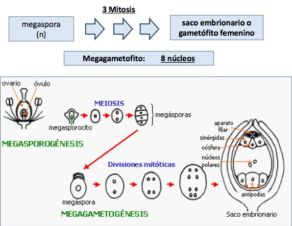 MEGASPORANGIO Está formado por varias partes: - Megasporocito-célula madre de la megaspora - Nucela: El tejido nutricio - Tegumento: Una o dos láminas - Micropilo: Es un apertura basal de los