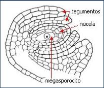 El megasporocito (célula madre de las megasporas) sufre meiosis y surgen 4 megasporas (n). El esporofito formaría estas 4 células; 3 degeneran y queda una que esa dará lugar a una megaspora (n).